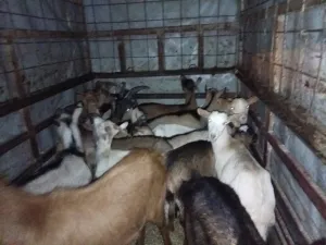 Otkup stoke - thumbnail 2