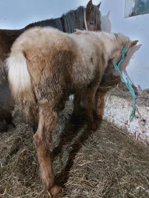 Ždrebe na prodaju - thumbnail 1