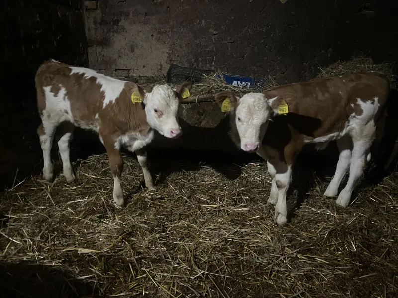 Dva ženska teleta bliznakinje