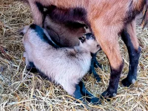 Alpske Koze povoljno - thumbnail 1