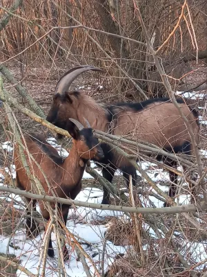 Alpske Koze povoljno - thumbnail 2