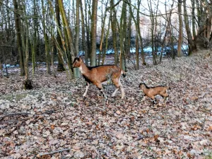 Alpske Koze povoljno - thumbnail 4