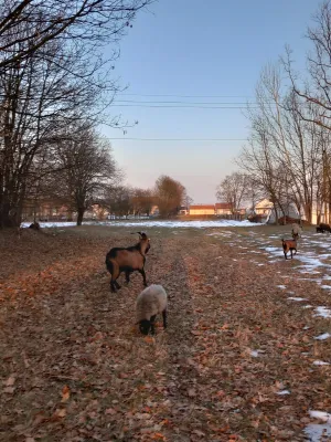 Alpske Koze povoljno - thumbnail 5