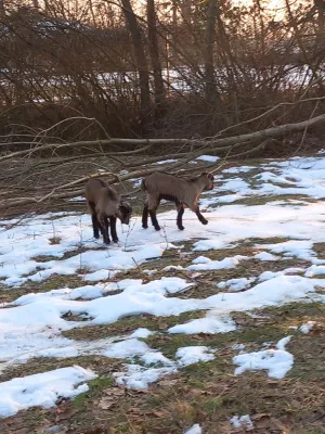 Alpske Koze povoljno - thumbnail 6