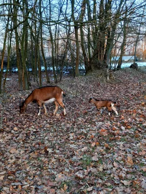 Alpske Koze povoljno - thumbnail 7