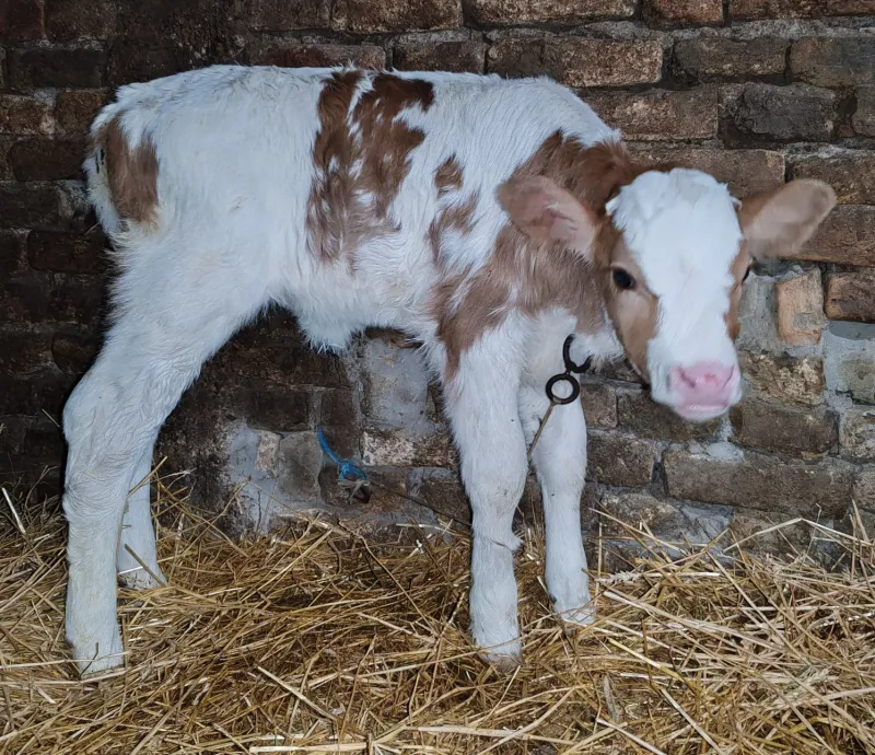 Muško i žensko tele
