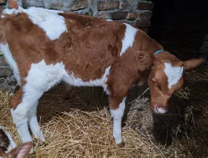 Muško i žensko tele - thumbnail 2