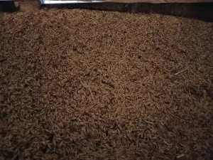 Zob na prodaju - thumbnail 1