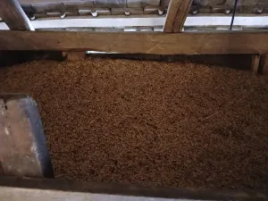 Zob na prodaju - thumbnail 2