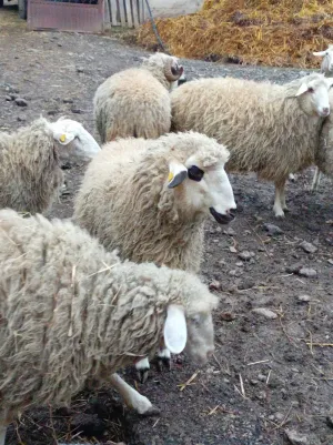 Ovce na prodaju - thumbnail 1