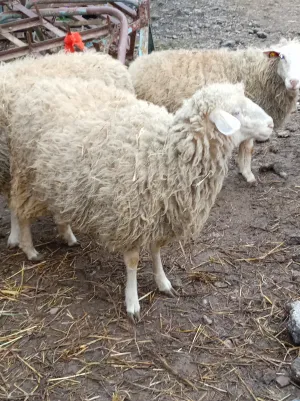 Ovce na prodaju - thumbnail 2