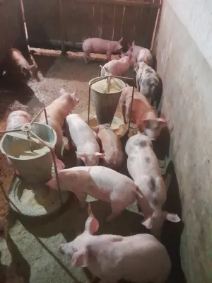 Prasići na prodaju - thumbnail 1