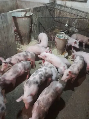 Prasići na prodaju - thumbnail 2
