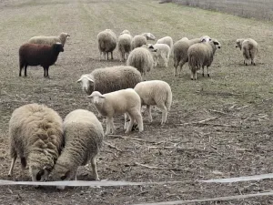 4 ovce i jagnjad - thumbnail 1