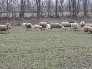 4 ovce i jagnjad - thumbnail 2