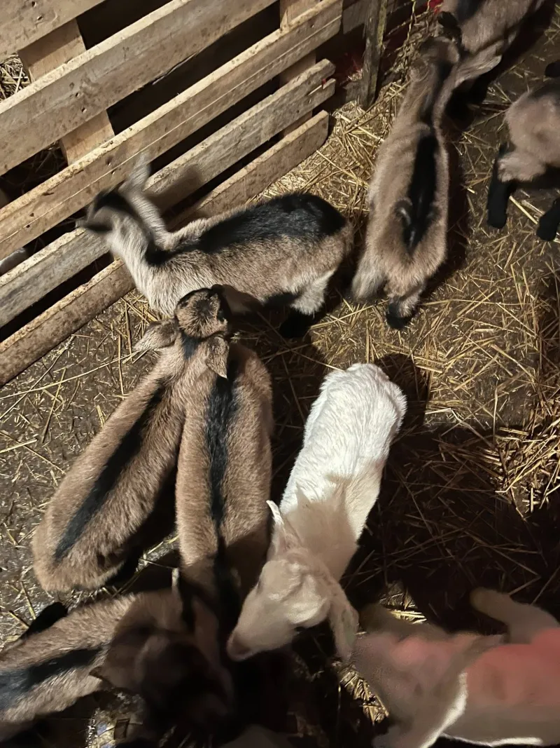 Prodajem alpse jariće