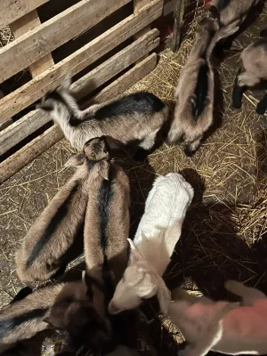 Prodajem alpse jariće - thumbnail 1