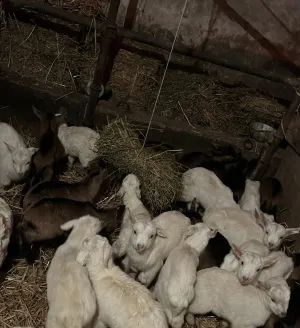 Prodajem alpse jariće - thumbnail 2