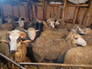 12 ovaca na prodaju - thumbnail 1