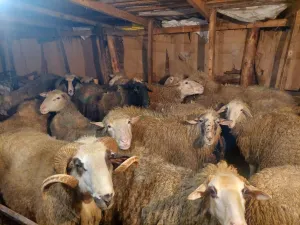 12 ovaca na prodaju - thumbnail 2