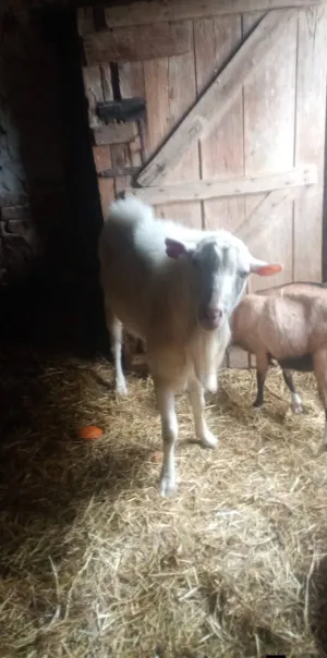 Prodajem sanskog jarca čistokrvnog za rasplod daljnji ili u meso - thumbnail 3