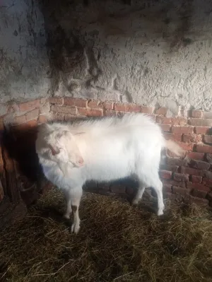 Prodajem sanskog jarca čistokrvnog za rasplod daljnji ili u meso - thumbnail 4