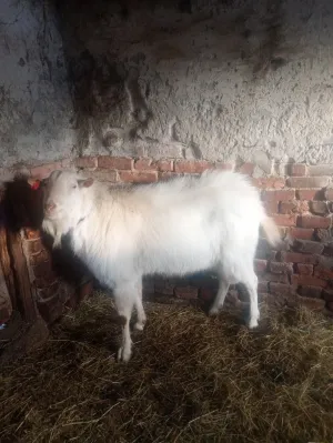 Prodajem sanskog jarca čistokrvnog za rasplod daljnji ili u meso - thumbnail 5