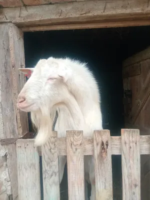 Prodajem sanskog jarca čistokrvnog za rasplod daljnji ili u meso - thumbnail 6