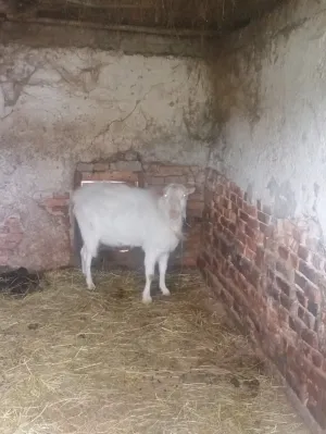 Prodajem sanskog jarca čistokrvnog za rasplod daljnji ili u meso - thumbnail 12