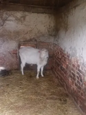 Prodajem sanskog jarca čistokrvnog za rasplod daljnji ili u meso - thumbnail 13