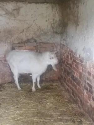 Prodajem sanskog jarca čistokrvnog za rasplod daljnji ili u meso - thumbnail 14