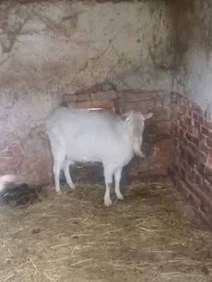 Prodajem sanskog jarca čistokrvnog za rasplod daljnji ili u meso - thumbnail 15