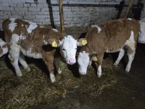 Ženska telad - thumbnail 1