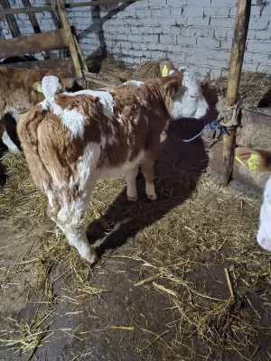 Ženska telad - thumbnail 2