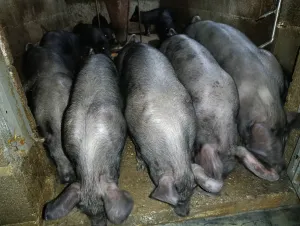 Prasići moravci - thumbnail 1