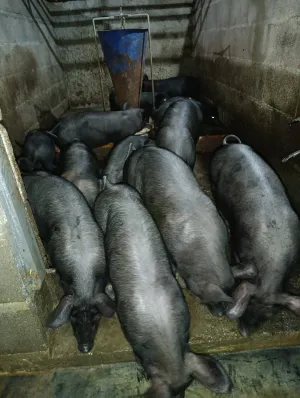 Prasići moravci - thumbnail 2