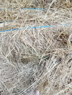 Livadsko seno - thumbnail 1