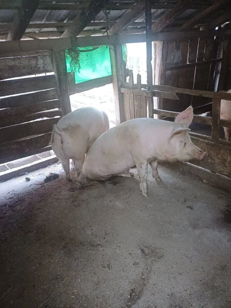 Tovljenik na prodaju