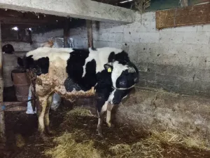 Bik i junica - thumbnail 1