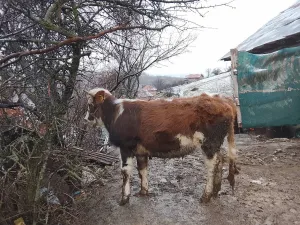 Bik i junica - thumbnail 2