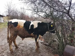 Bik i junica - thumbnail 3