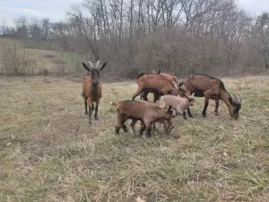 8 koza, jarac, jarad - thumbnail 1