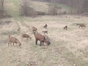 8 koza, jarac, jarad - thumbnail 2