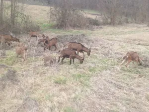 8 koza, jarac, jarad - thumbnail 3