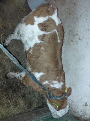 Muško tele - thumbnail 2