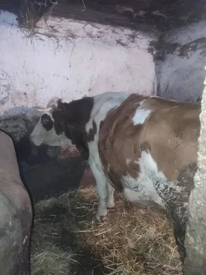 Jalova krava - thumbnail 1