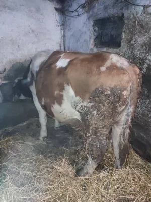 Jalova krava - thumbnail 2