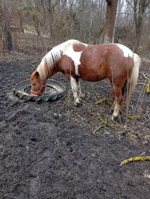 Kobila na prodaju - thumbnail 1