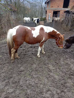 Kobila na prodaju - thumbnail 2