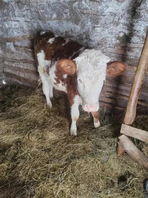 Dve krave i junica - thumbnail 1